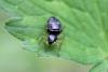Heliophanus cupreus